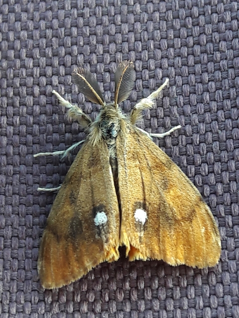Orgyia antiqua - rozsdabarna kisszövő