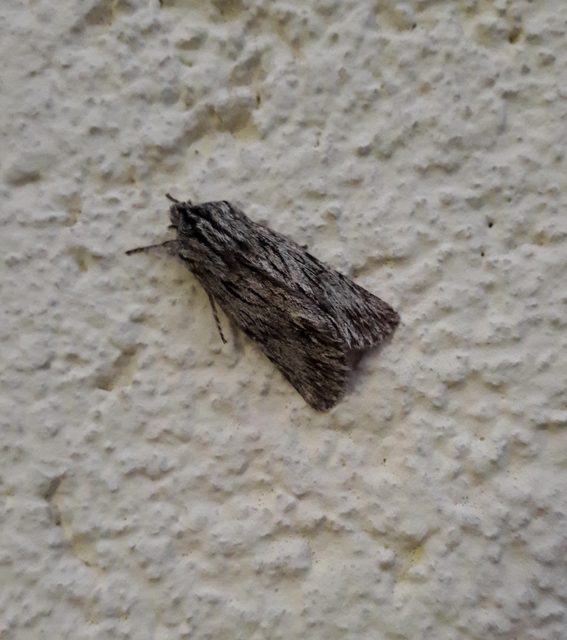 Asteroscopus sphinx - csillagnéző bundásbagoly