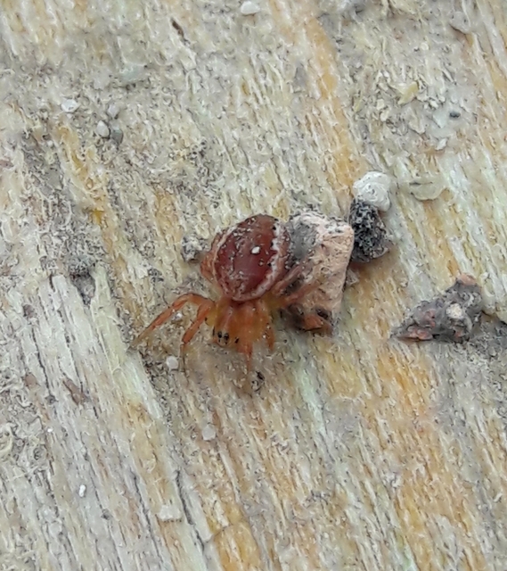 Araniella