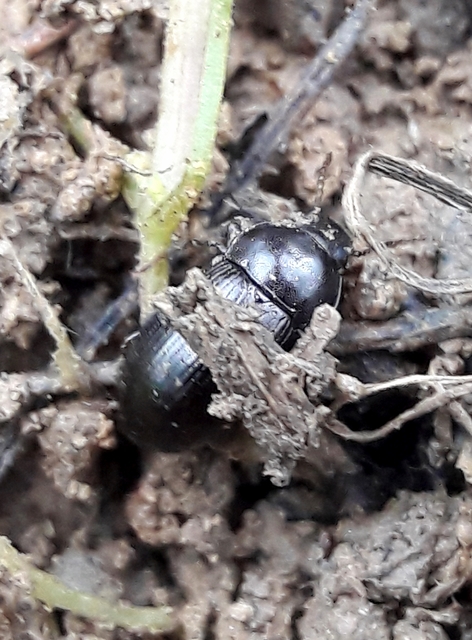 Nalassus dermestoides - rövidszárnyú gyászbogár