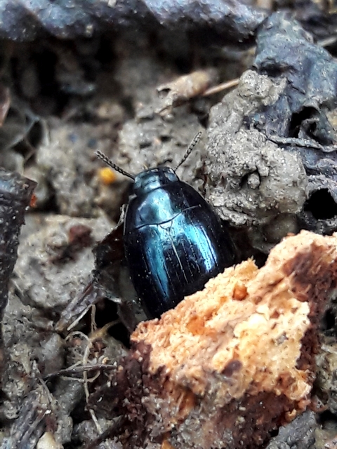 Platydema violaceum - fémkék taplóbogár