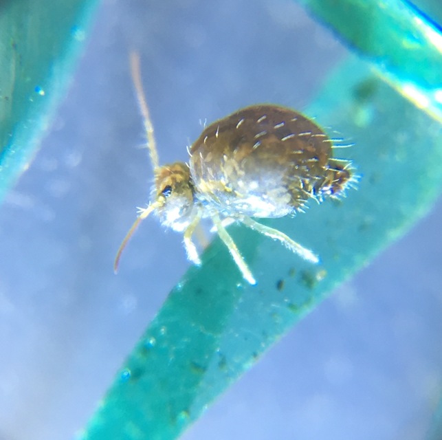 Sminthurus