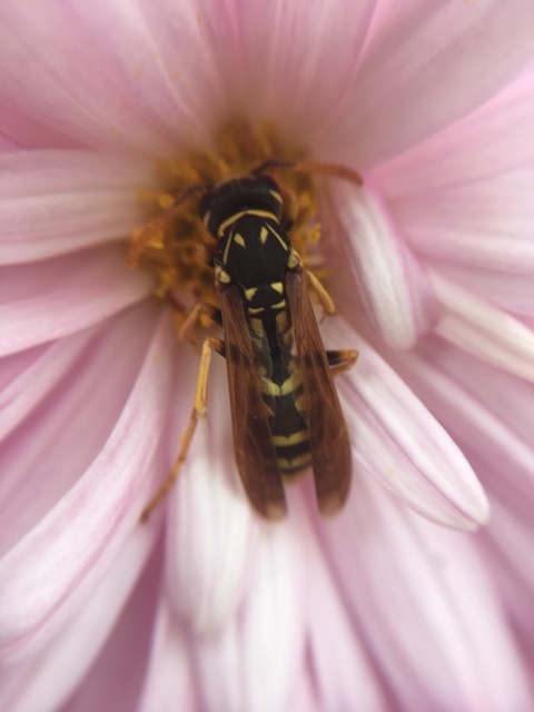 Polistes dominulus - déli papírdarázs
