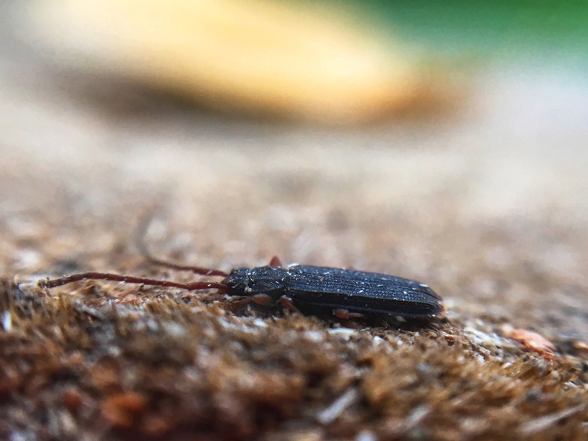 Uleiota planatus - hosszúcsápú fogasnyakú-lapbogár