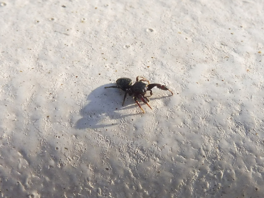 Sibianor aurocinctus