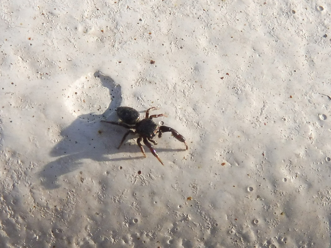 Sibianor aurocinctus