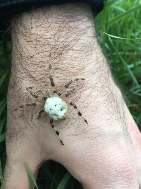 Araneus quadratus - négyes keresztespók