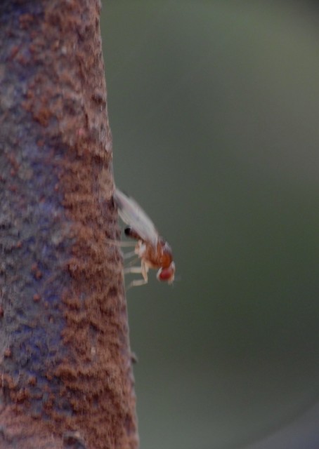 Drosophilidae - muslicafélék