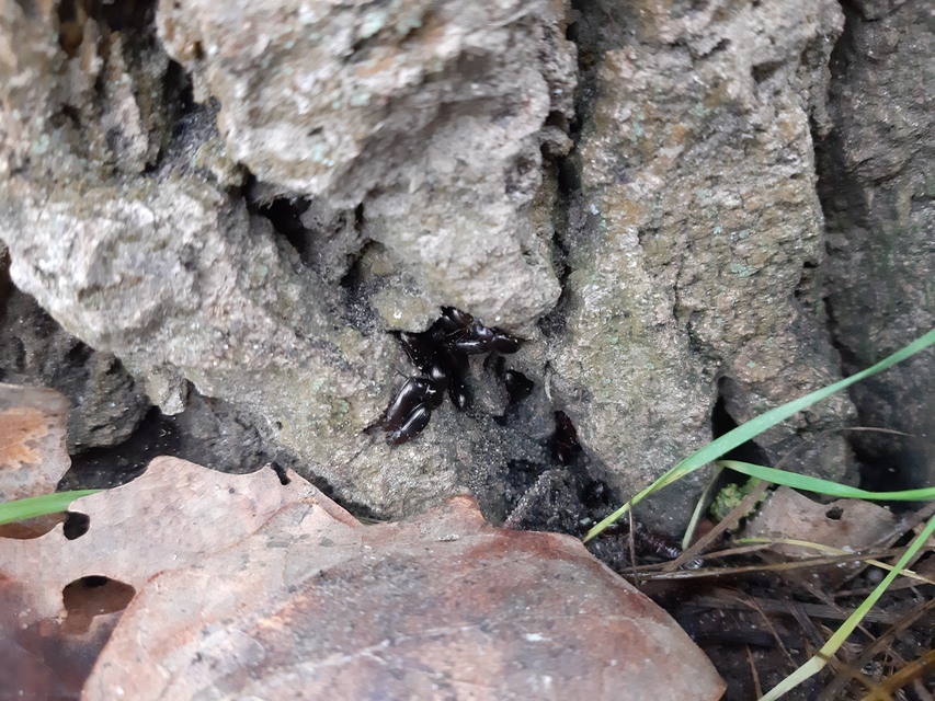 Nalassus dermestoides - rövidszárnyú gyászbogár