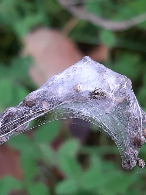 Dictyna arundinacea - nádi hamvaspók