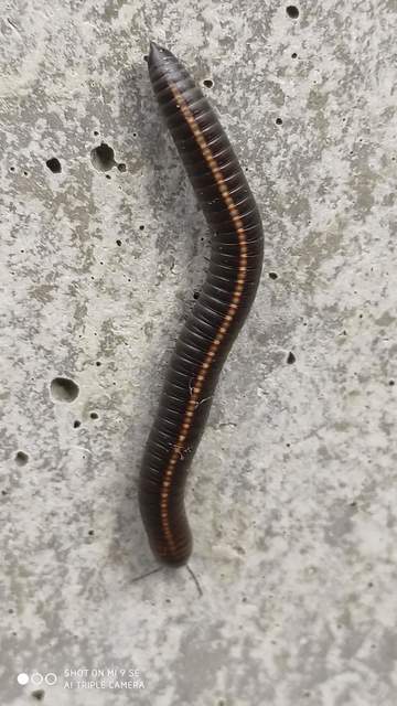 Megaphyllum unilineatum