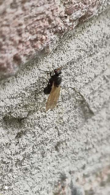 Calliopum
