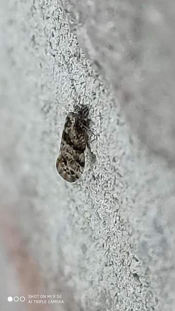 Psocoptera - Fürgetetvek