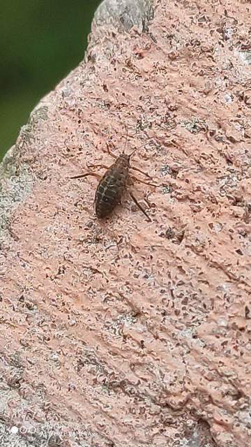 Pterocomma pilosum