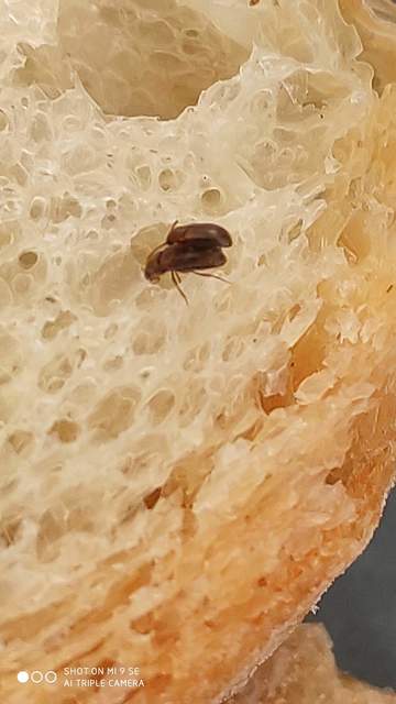 Triphyllus bicolor - kétszínű gombabogár