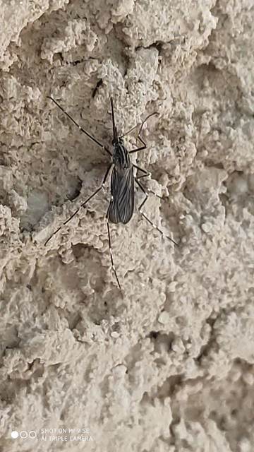 Aedes japonicus/koreicus