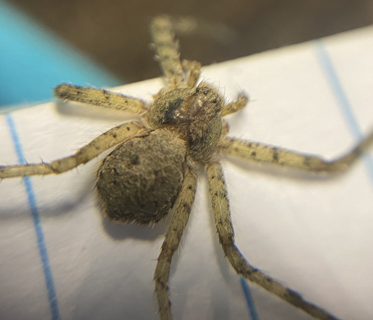 Philodromus poecilus - cifra karolópók
