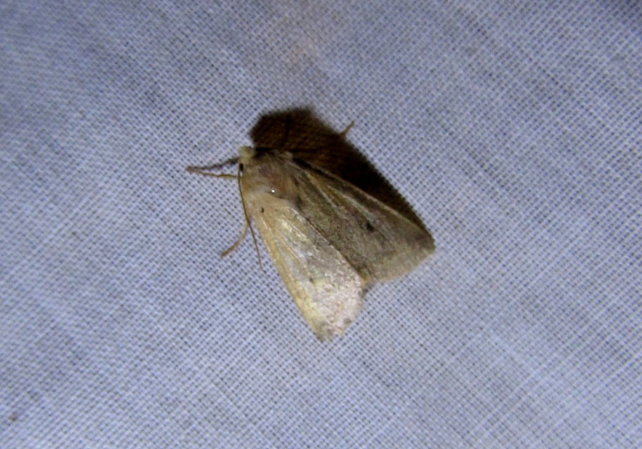Leptologia macilenta - gyertyán-őszibagoly
