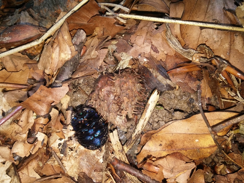 Anoplotrupes stercorosus - erdei álganéjtúró