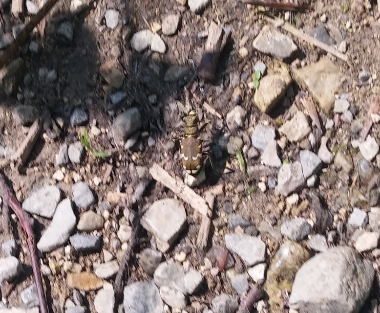 Cicindela sylvicola - erdei homokfutrinka
