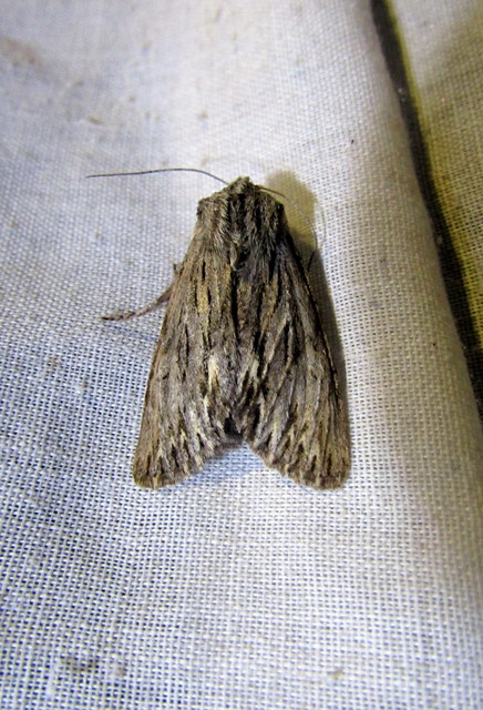 Asteroscopus sphinx - csillagnéző bundásbagoly