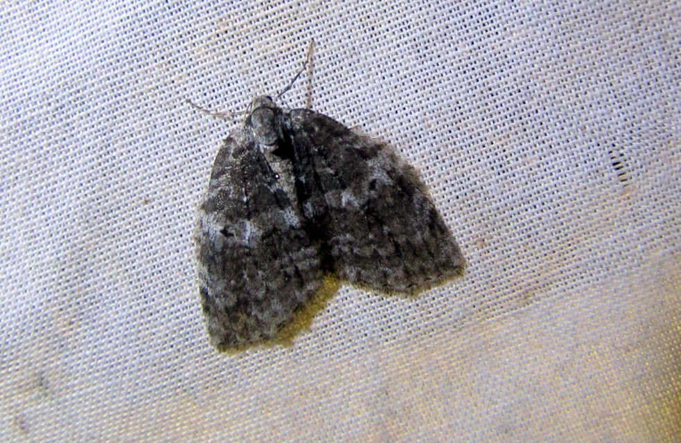 Epirrita christyi/dilutata