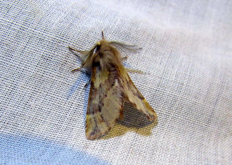Ptilophora plumigera - tollas púposszövő
