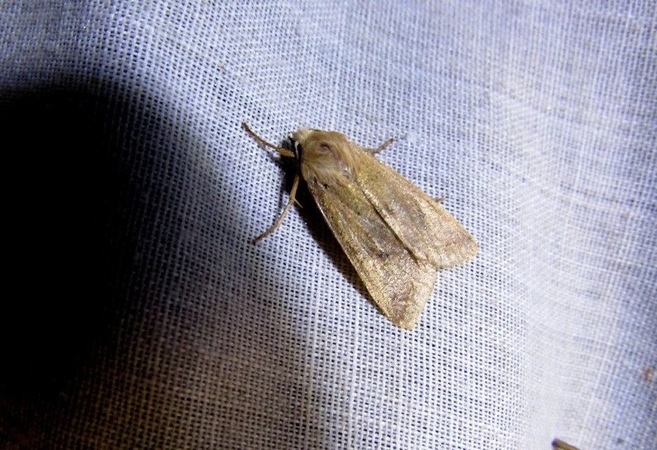 Leptologia macilenta - gyertyán-őszibagoly