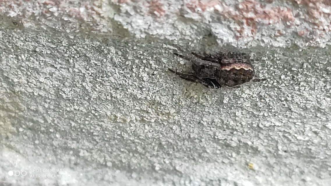 Nuctenea umbratica - közönséges rés-keresztespók