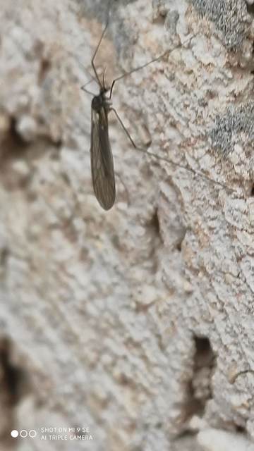 Trichocera