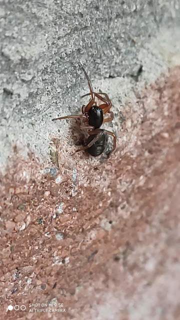 Paratrachelas maculatus Paratrachelas maculatus