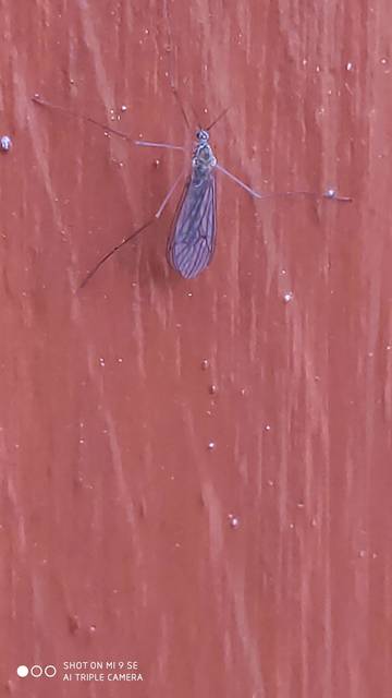 Trichocera