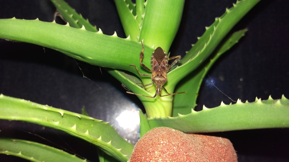 Leptoglossus occidentalis - nyugati levéllábú poloska