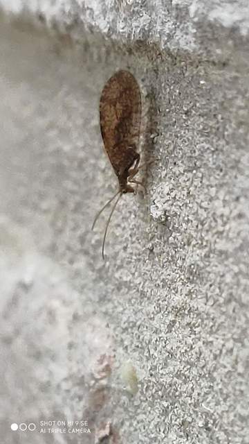 Hemerobiidae - barnafátyolkák