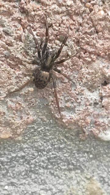Agroeca cuprea