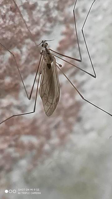 Dicranomyia modesta - szőke iszapszúnyog