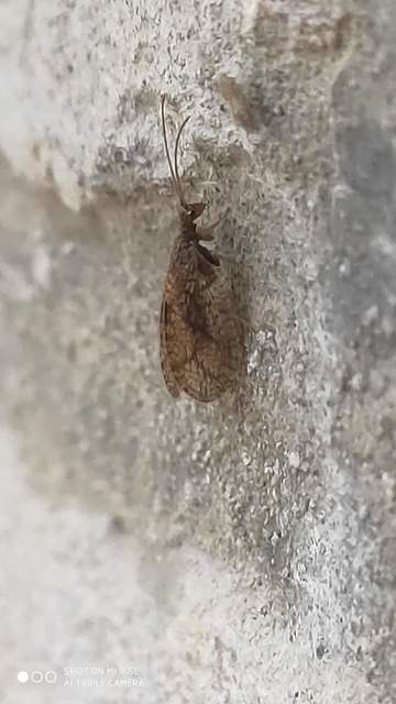 Hemerobiidae - barnafátyolkák