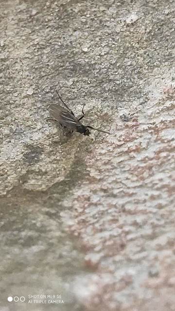 Sphaeroceridae - trágyalegyek