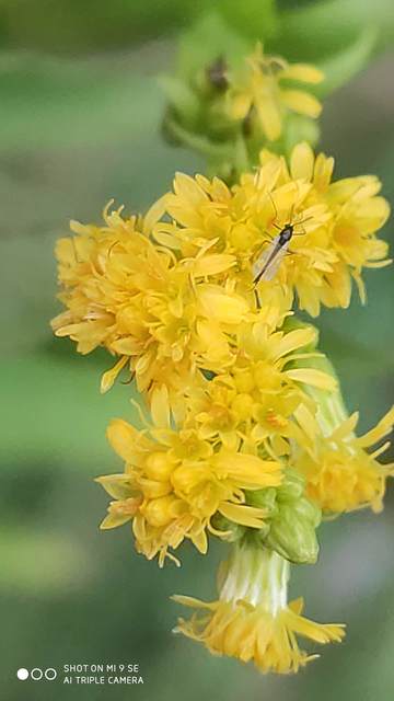 Chironomidae - árvaszúnyogok