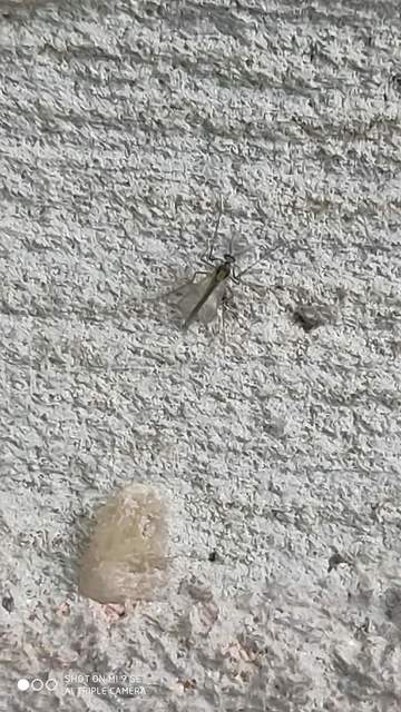 Chironomidae - árvaszúnyogok