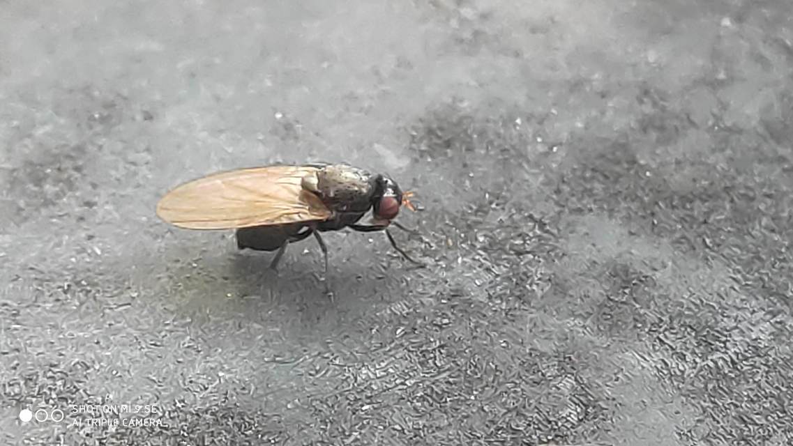 Calliopum