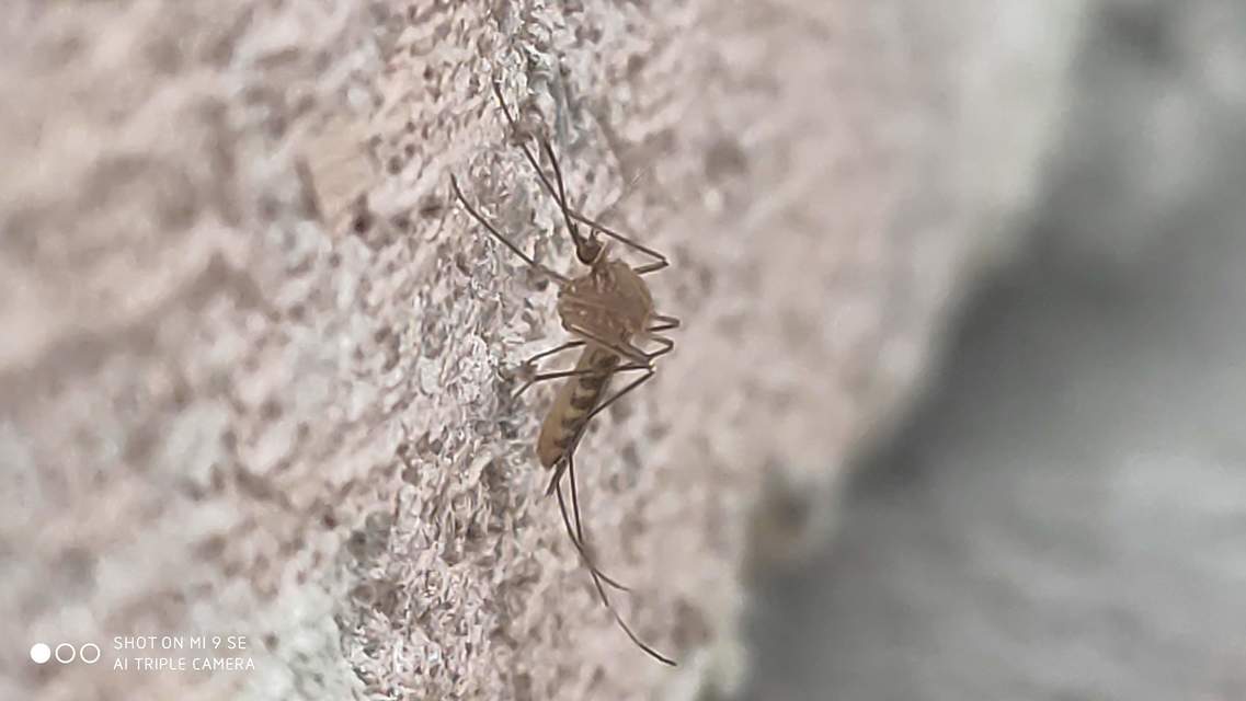 Culicidae - csípőszúnyogok