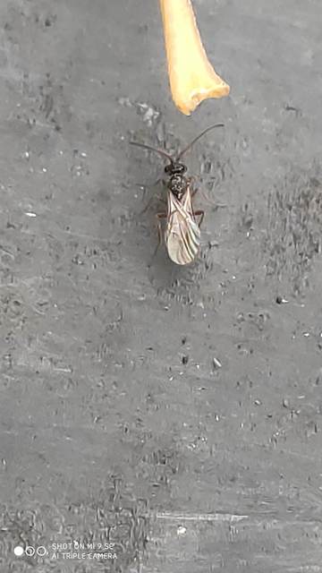 Braconidae - gyilkosfürkészek