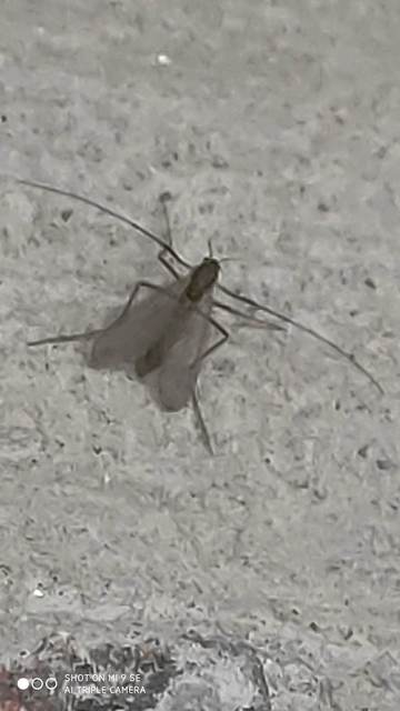 Chironomidae - árvaszúnyogok