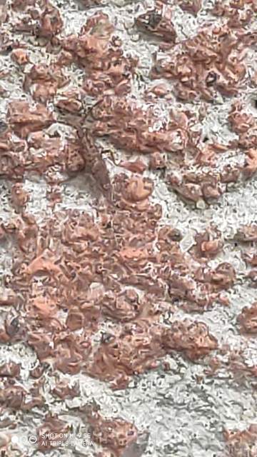 Entomobrya dorsalis