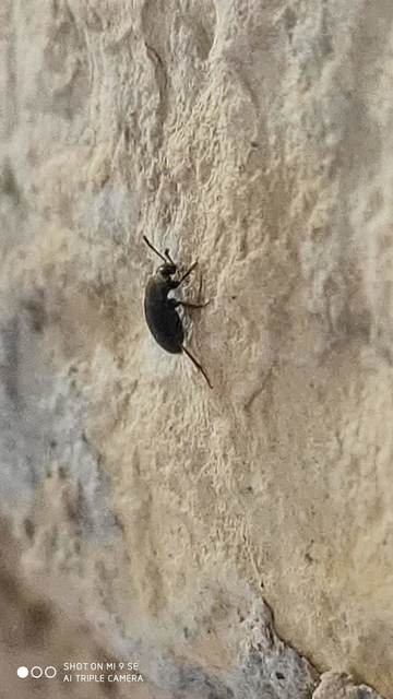 Leiodidae - pecebogárfélék Leiodidae - pecebogárfélék