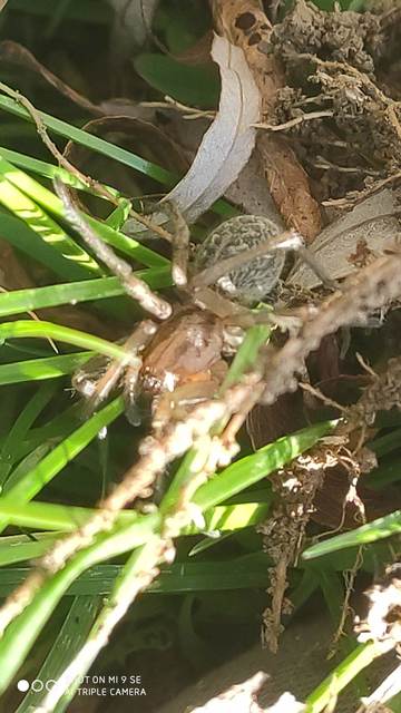 Eratigena agrestis - réti zugpók