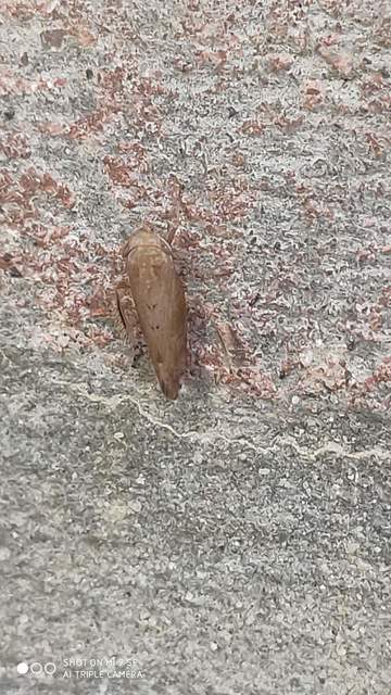 Fieberiella florii