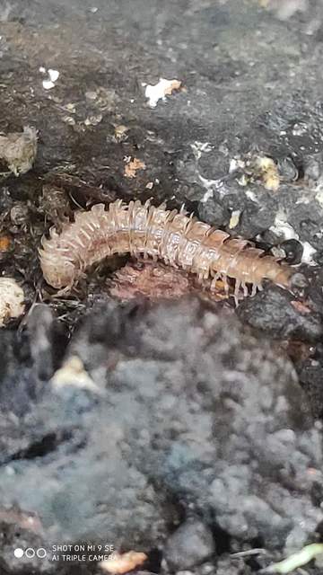 Polydesmus