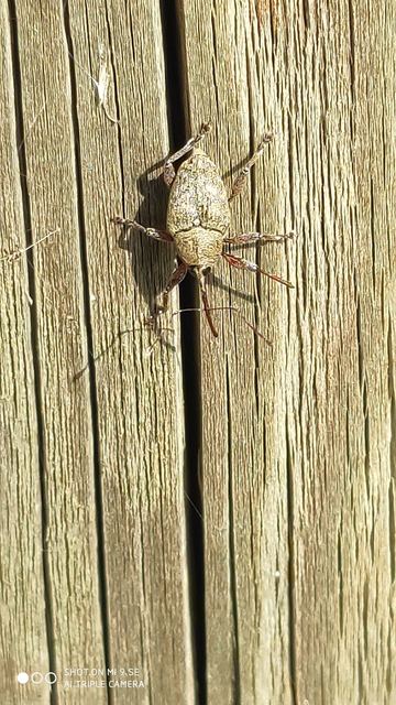 Curculio glandium - tölgymakkzsuzsóka